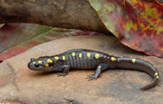 Salamander, spotted.jpg