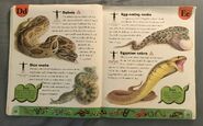 Snake Dictionary (6)