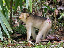 Sth-pig-tailed-macaque-fem 3906.jpg