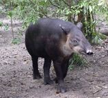 Tapir, Baird's.jpg