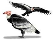 Teratornis.jpg