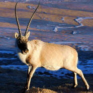 Tibetan antelope (Pantholops hodgsonii)