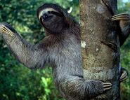 Brown-Throated Sloth