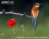 European-bee-eater-perched-beside-poppy-flower