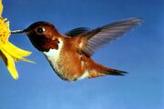 Hummingbird, Rufous.jpg