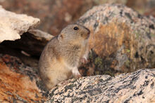 Lemming Jeremy-Gatten 2.jpg