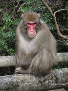 Japanese Macaque as Kenji