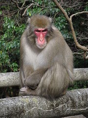 Macaque, Japanese