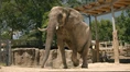 Maryland Zoo Elephant (V2).png (1.27 MB)