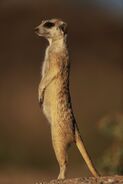 Meerkat (Suricata suricatta)