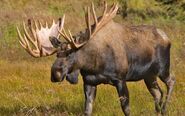Moose, Alaskan
