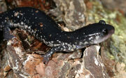 Salamander, slimy.jpg