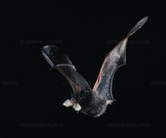 Silver-Haired Bat (V2)