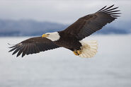 Soaring-bald-eagle