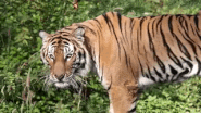 Tiger jesseandmike