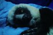Zoboomafoo sleeping in Night time