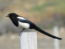 Bb magpie davidhollie.jpg