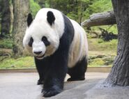 Giant Panda (V2)