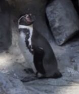 Humboldt penguin in denver zoo