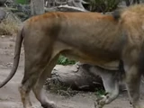 Wild Animals, Inc. (NatureRules1 and GavenLovesAnimals Style)