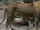 Wild Animals, Inc. (NatureRules1 and GavenLovesAnimals Style)