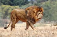 Lion, African