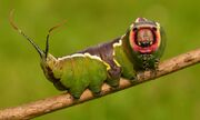 Puss Moth Caterpillar.jpg