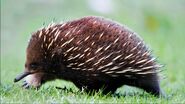 Short-beaked echidna (Tachyglossus aculeatus)