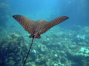 Spotted eagle ray.jpg