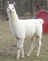 White Llama.jpg