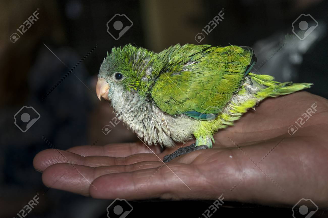 My Parrot Poly The Parody Wiki Fandom