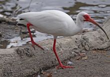 American White Ibis.jpg