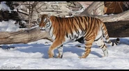 Amur Tigress.jpg (115 KB)
