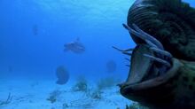 BBC.Walking.With.Dinosaurs.Ep3.Cruel.Sea.DivX511.AC3.www.mvgroup.org.avi snapshot 11.37 -2017.05.06 16.12.23-.jpg