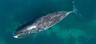 Bowhead whale.jpg