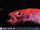 Red Bandfish