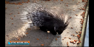 Columbus Zoo Porcupine