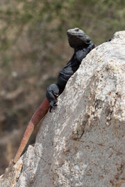 Common chuckwalla.jpg