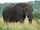 African Animal Age: An Elephant Christmas