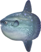 Ocean Sunfish