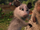 Kung Fu Possum 3 (Kung Fu Panda 3)