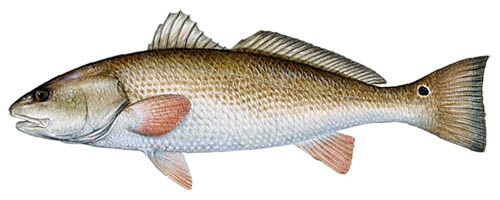 Red drum - Wikipedia