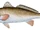 Red Drum