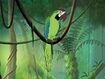 Rileys Adventures Great Green Macaw