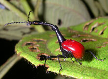 Trachelophorus giraffa.jpg