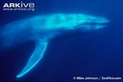 Whale, blue.jpg