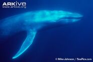 Blue Whale as Shonisaurus