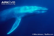 Whale, blue.jpg (41 KB) Blue Whale