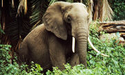 World Wildlife Fund Elephant Ears