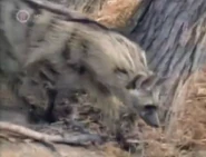 Aardwolf as Indoraptor